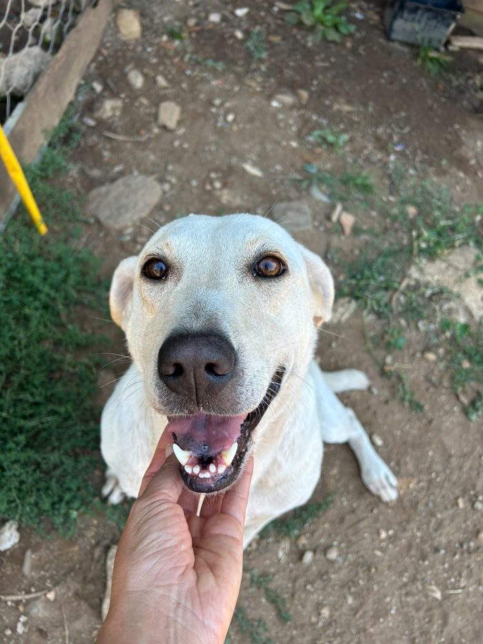 Sonia splendida dolce simil Labrador - media 9