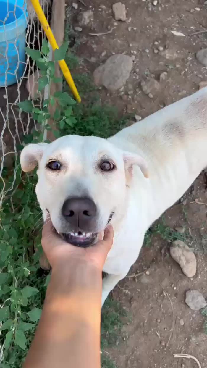 Sonia splendida dolce simil Labrador - media 10