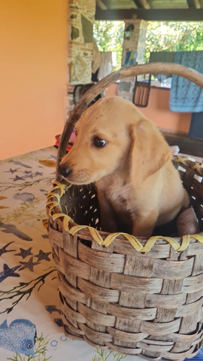 🐾🩵 MIRO, UN PICCOLO CUORE IN CERCA DI CASA 🏡❤️