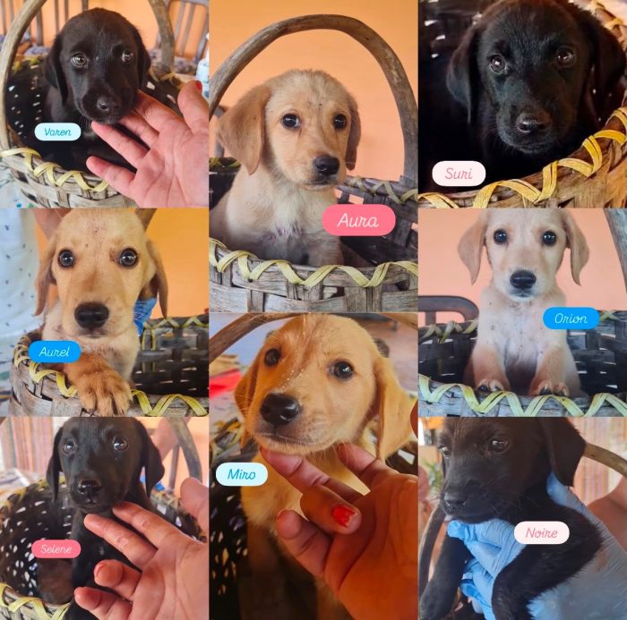 🐾🩵 MIRO, UN PICCOLO CUORE IN CERCA DI CASA 🏡❤️ - media 4