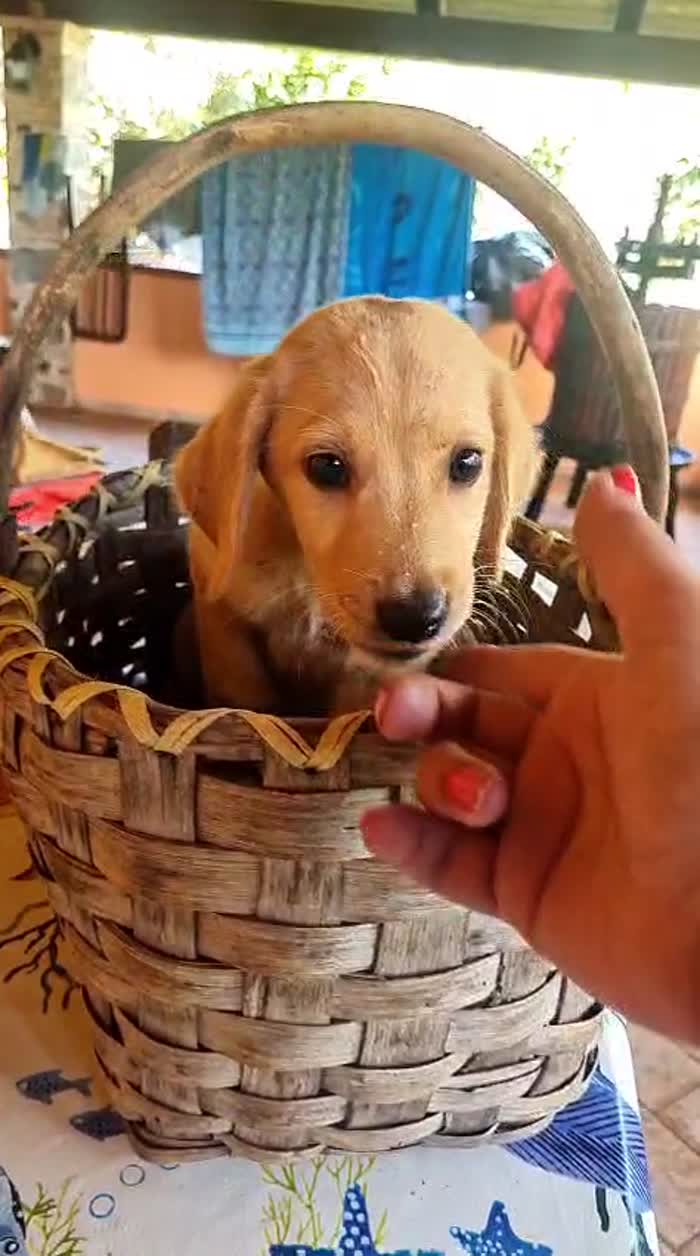 🐾🩵 MIRO, UN PICCOLO CUORE IN CERCA DI CASA 🏡❤️ - media 6
