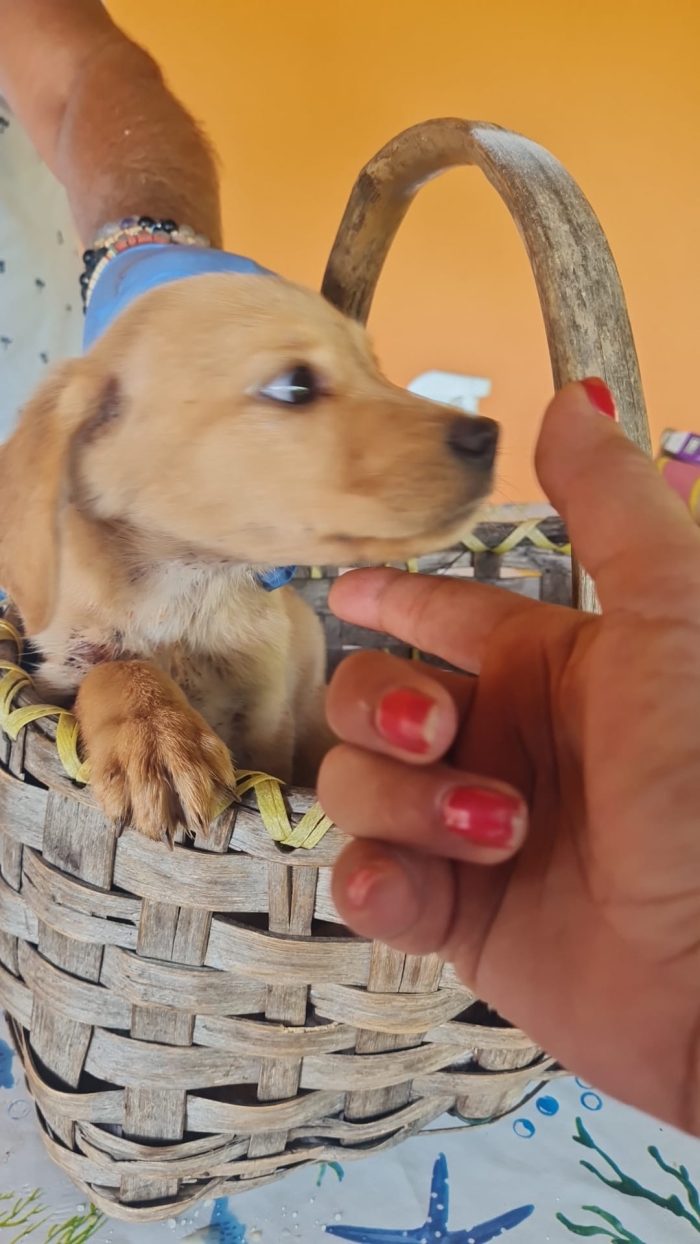 🐾💛 AUREL, SPLENDIDO CUCCIOLO MIX LABRADOR, CERCA CASA💛🐾 - media 8