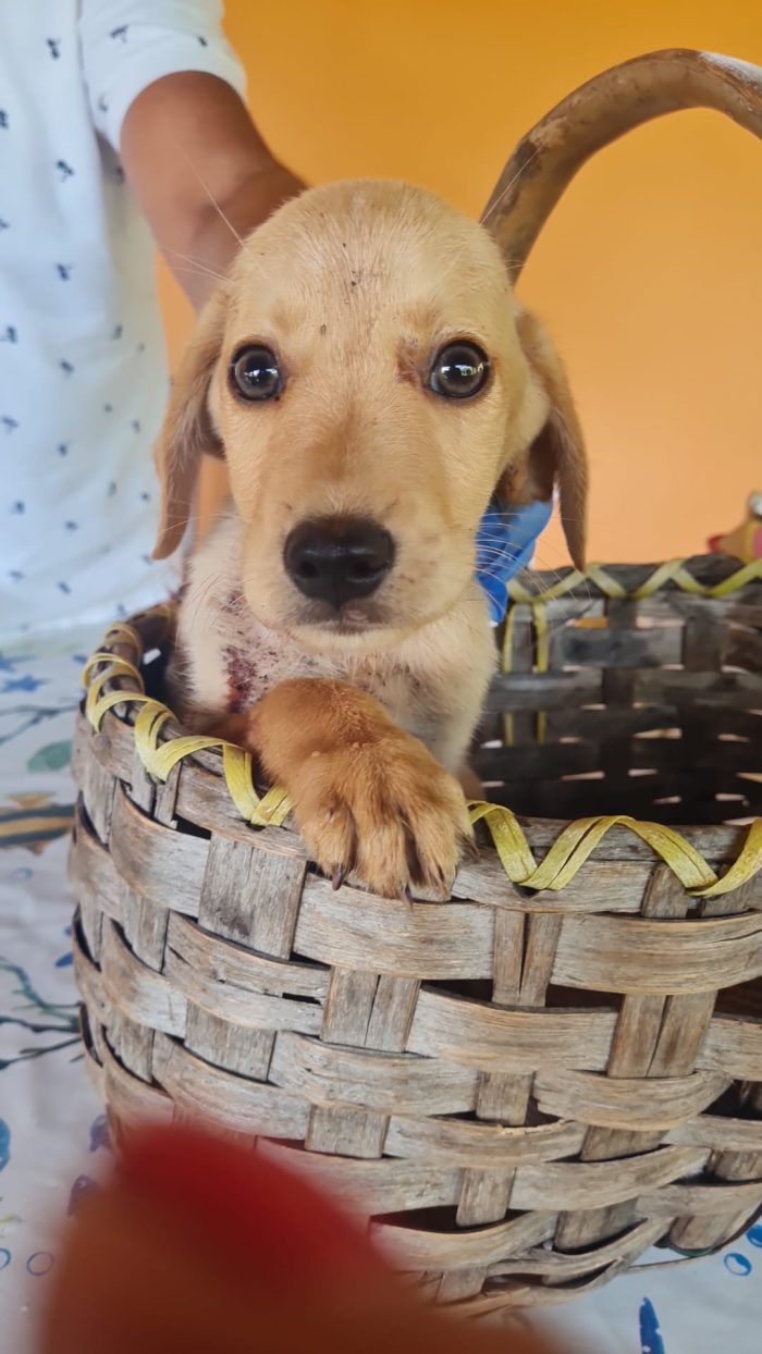 🐾💛 AUREL, SPLENDIDO CUCCIOLO MIX LABRADOR, CERCA CASA💛🐾 - media 6