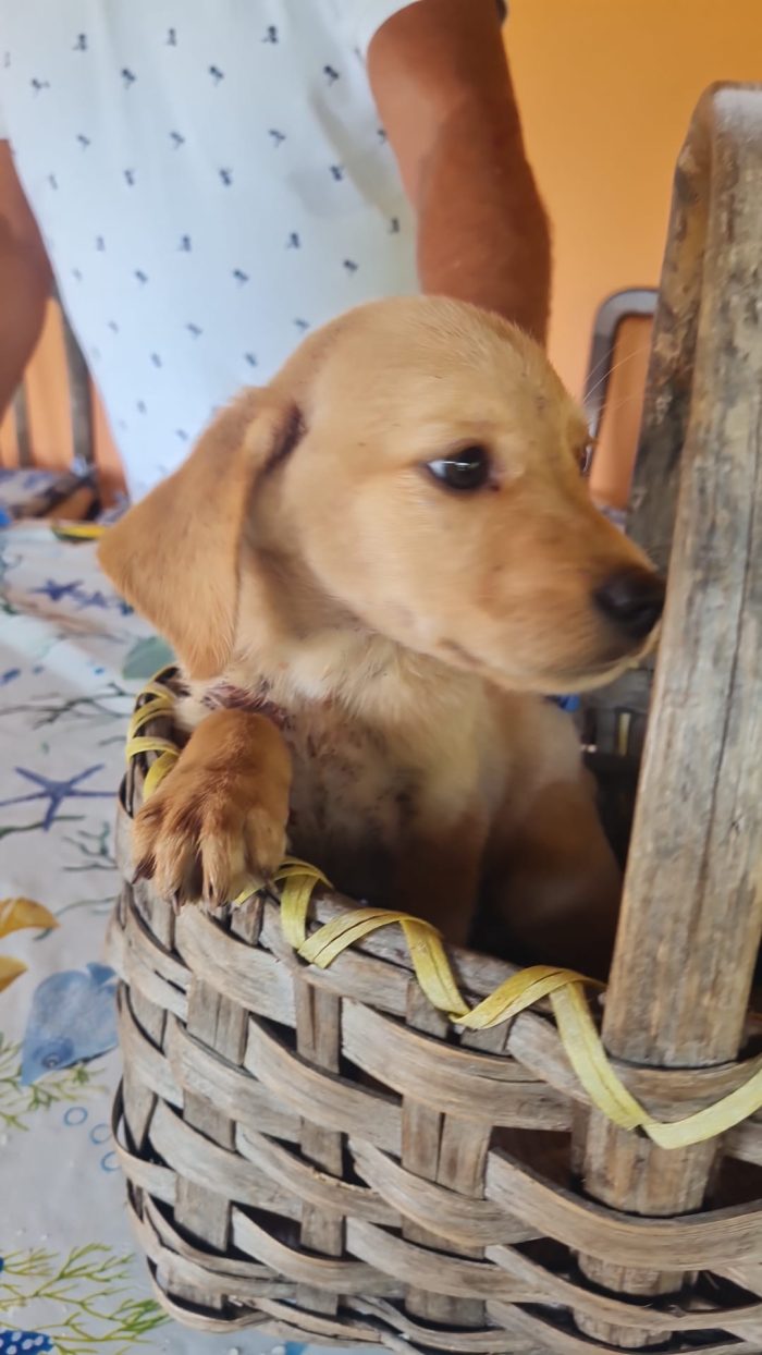 🐾💛 AUREL, SPLENDIDO CUCCIOLO MIX LABRADOR, CERCA CASA💛🐾 - media 7