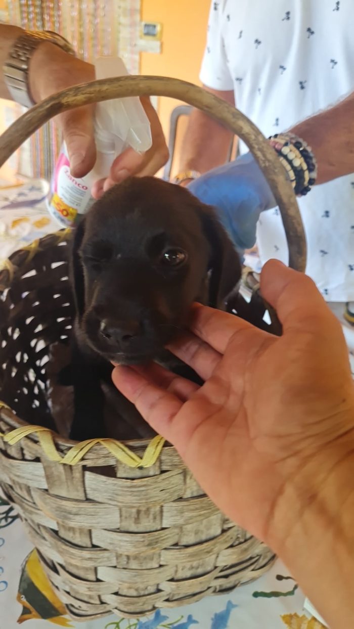 🐾 🩵VAREN, SPLENDIDO CUCCIOLO MIX LABRADOR, CERCA  ADOZIONE 🏠