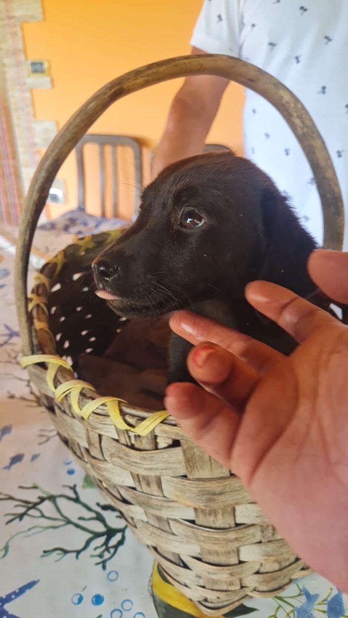 🐾 🩵VAREN, SPLENDIDO CUCCIOLO MIX LABRADOR, CERCA  ADOZIONE 🏠