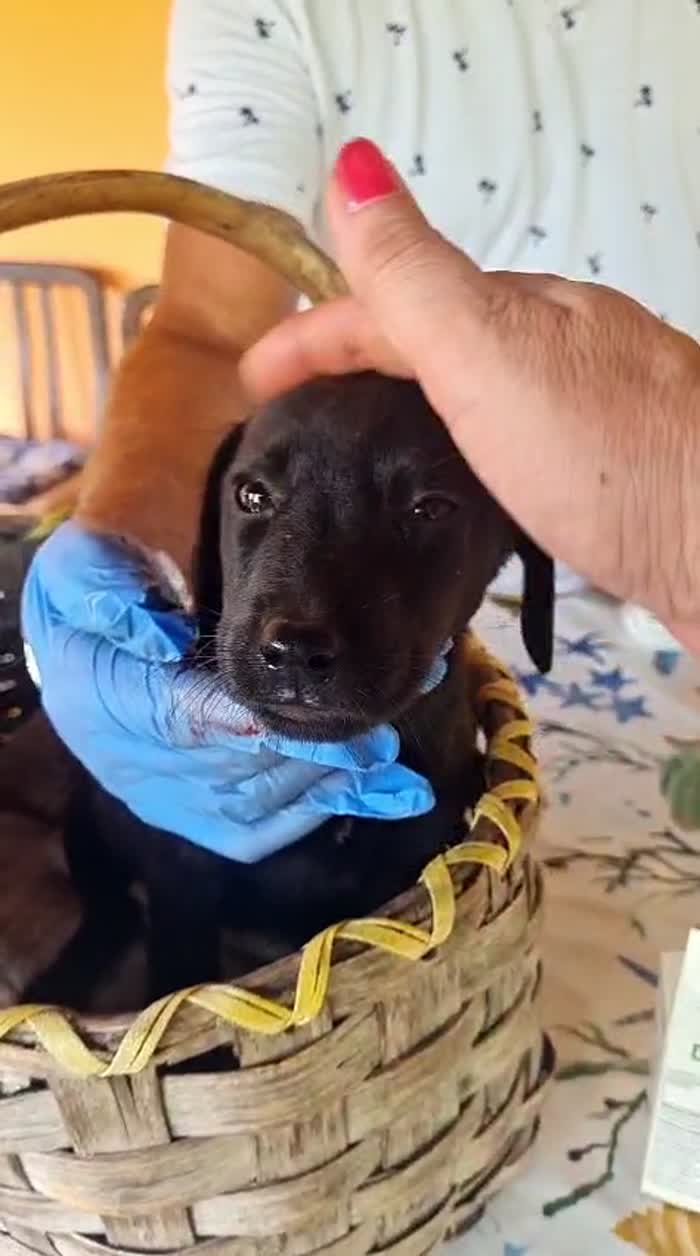 🐾 🩵VAREN, SPLENDIDO CUCCIOLO MIX LABRADOR, CERCA  ADOZIONE 🏠 - media 7