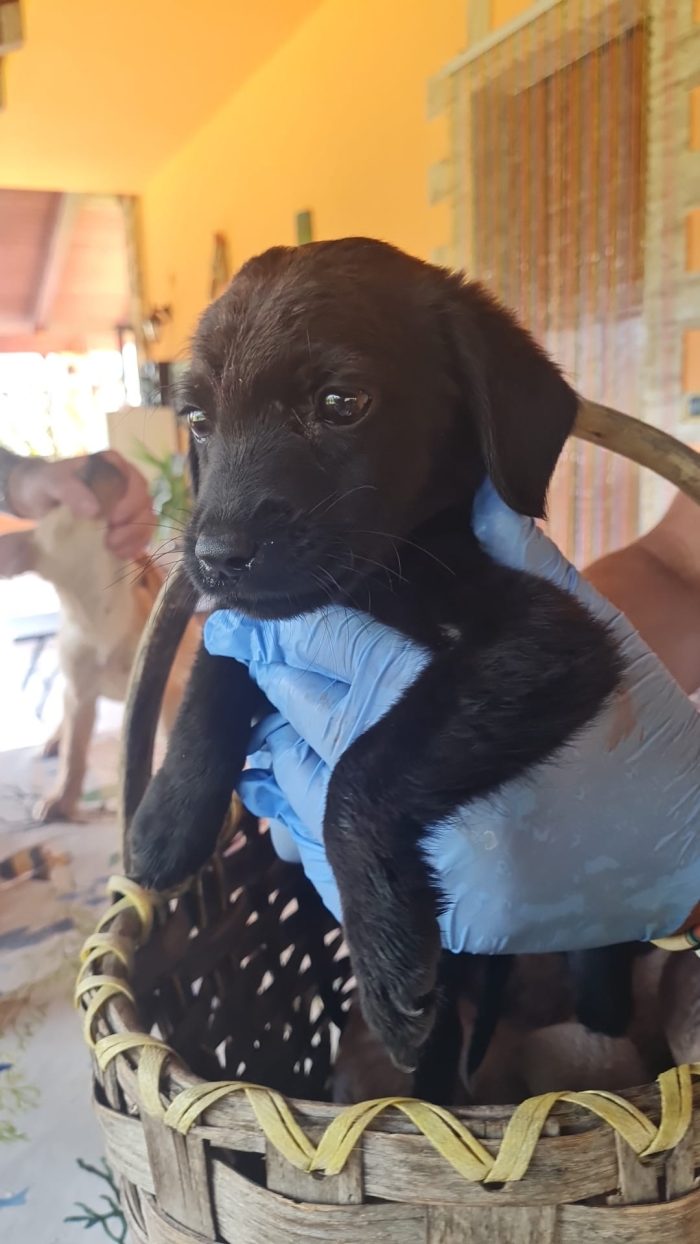 🐾 🌸SELENE, SPLENDIDA DOLCE CUCCIOLA MIX LABRADOR, CERCA ADOZIONE 🏠