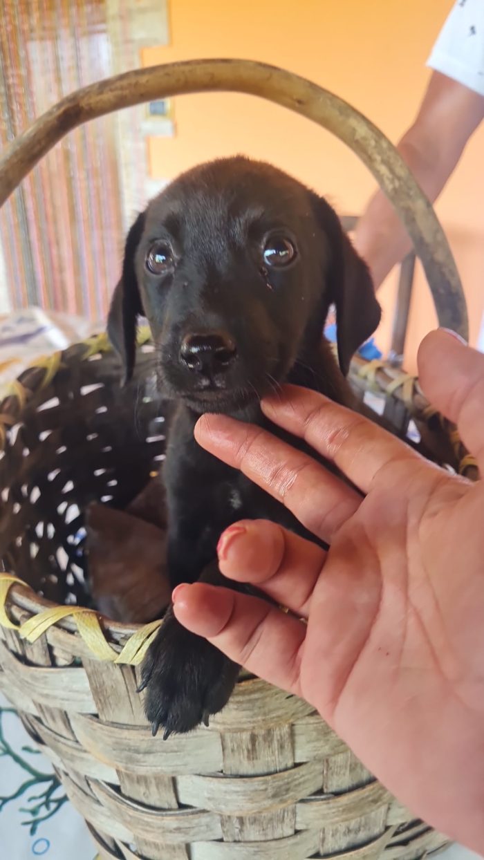 🐾 🌸SELENE, SPLENDIDA DOLCE CUCCIOLA MIX LABRADOR, CERCA ADOZIONE 🏠