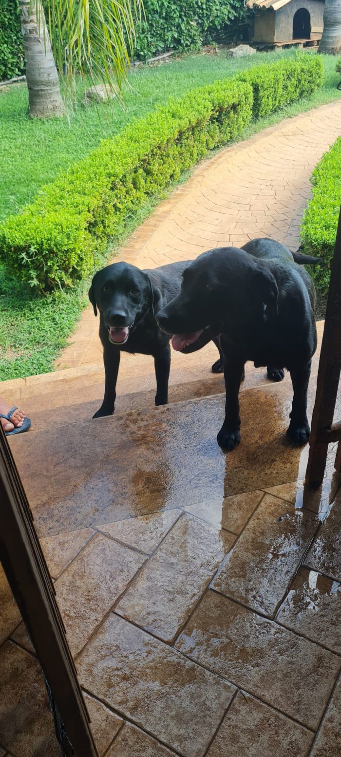 🐾 🌸SELENE, SPLENDIDA DOLCE CUCCIOLA MIX LABRADOR, CERCA ADOZIONE 🏠