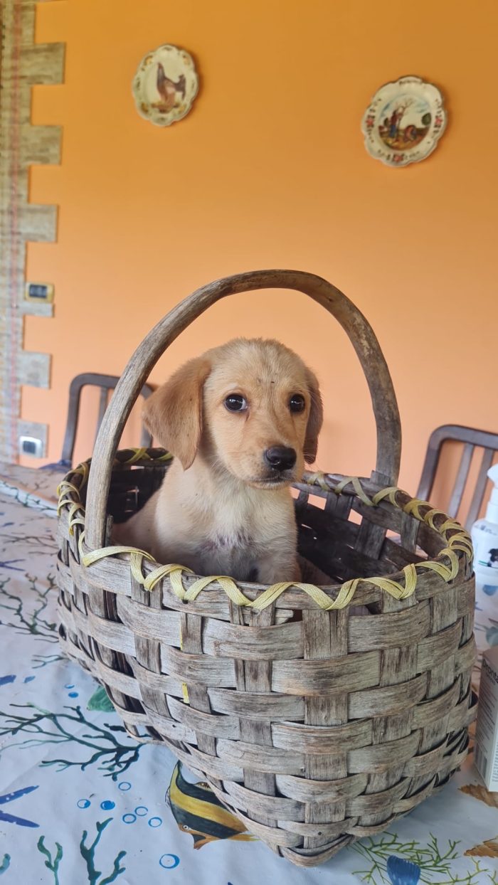🐾 🌸AURA, SPLENDIDA DOLCE CUCCIOLA MIX LABRADOR, CERCA ADOZIONE 🏠