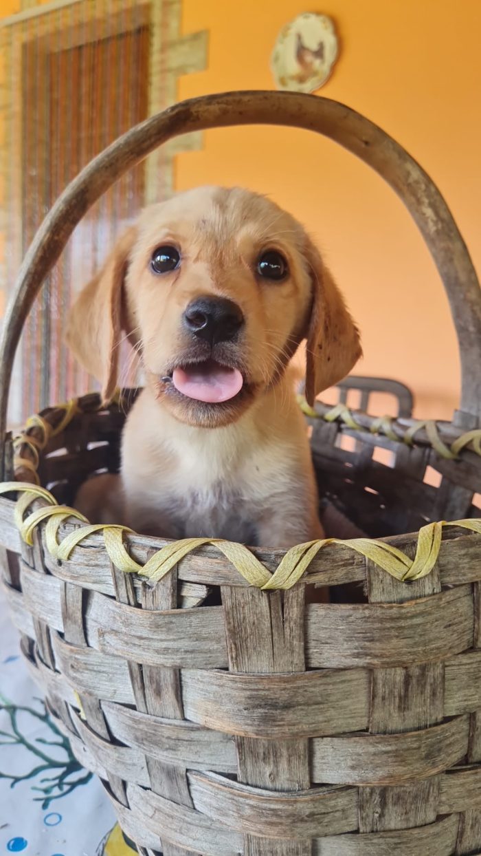 🐾 🌸AURA, SPLENDIDA DOLCE CUCCIOLA MIX LABRADOR, CERCA ADOZIONE 🏠