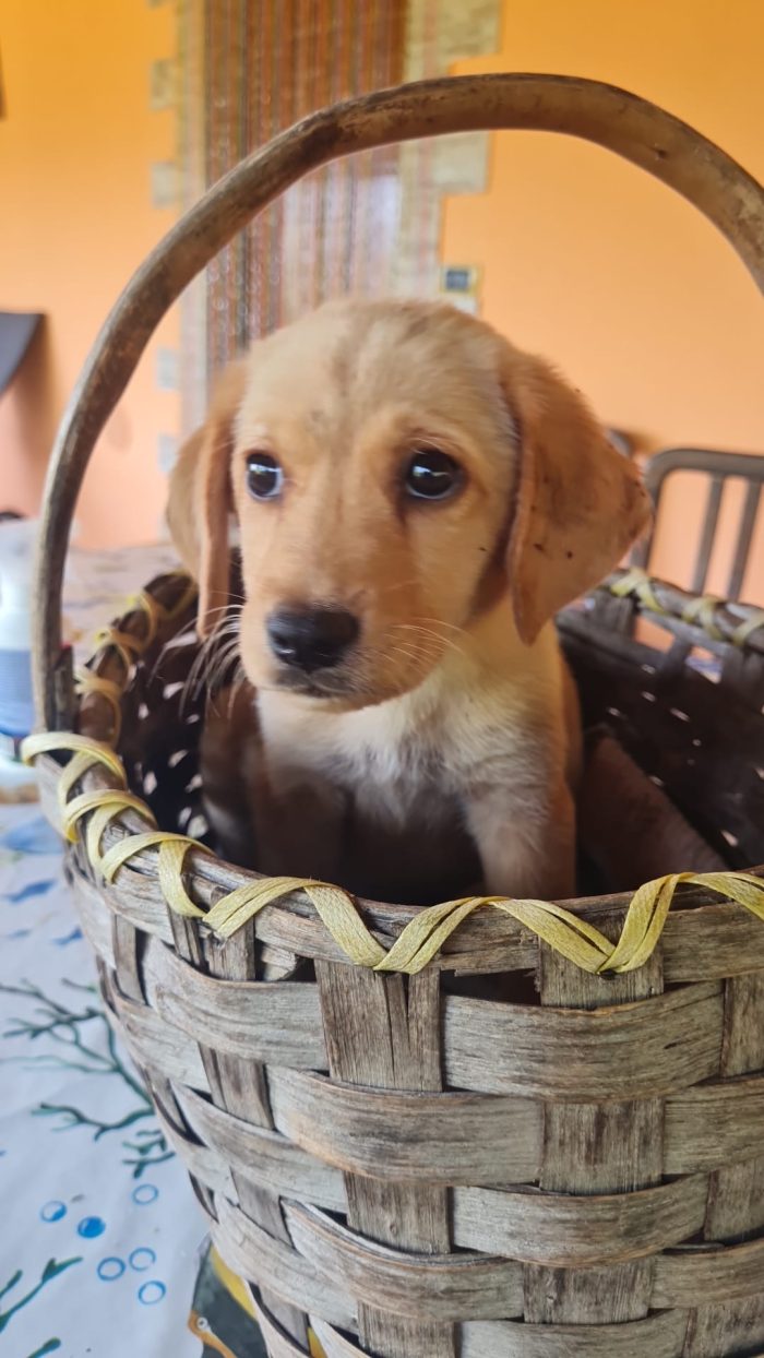 🐾 🌸AURA, SPLENDIDA DOLCE CUCCIOLA MIX LABRADOR, CERCA ADOZIONE 🏠