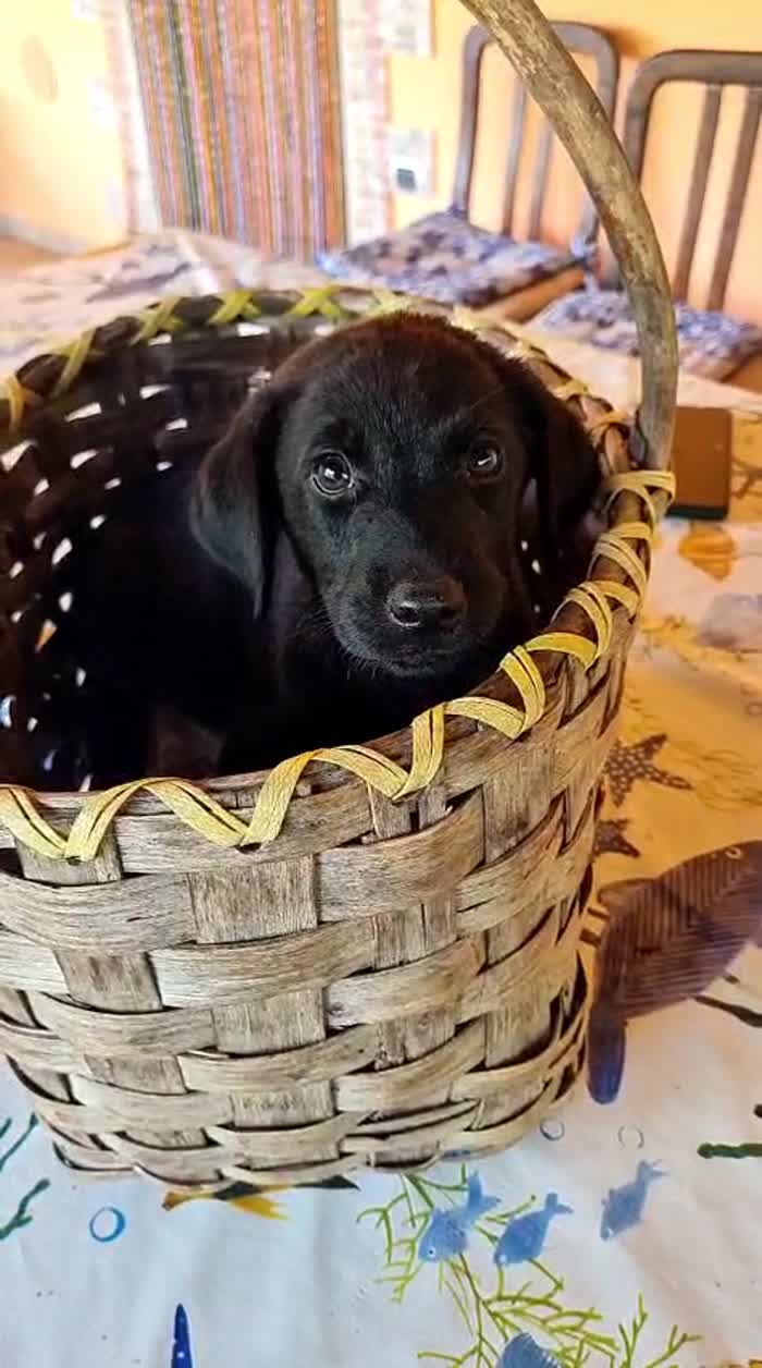 🐾 🌸SURI, SPLENDIDA DOLCE CUCCIOLA MIX LABRADOR, CERCA ADOZIONE 🏠 - media 5