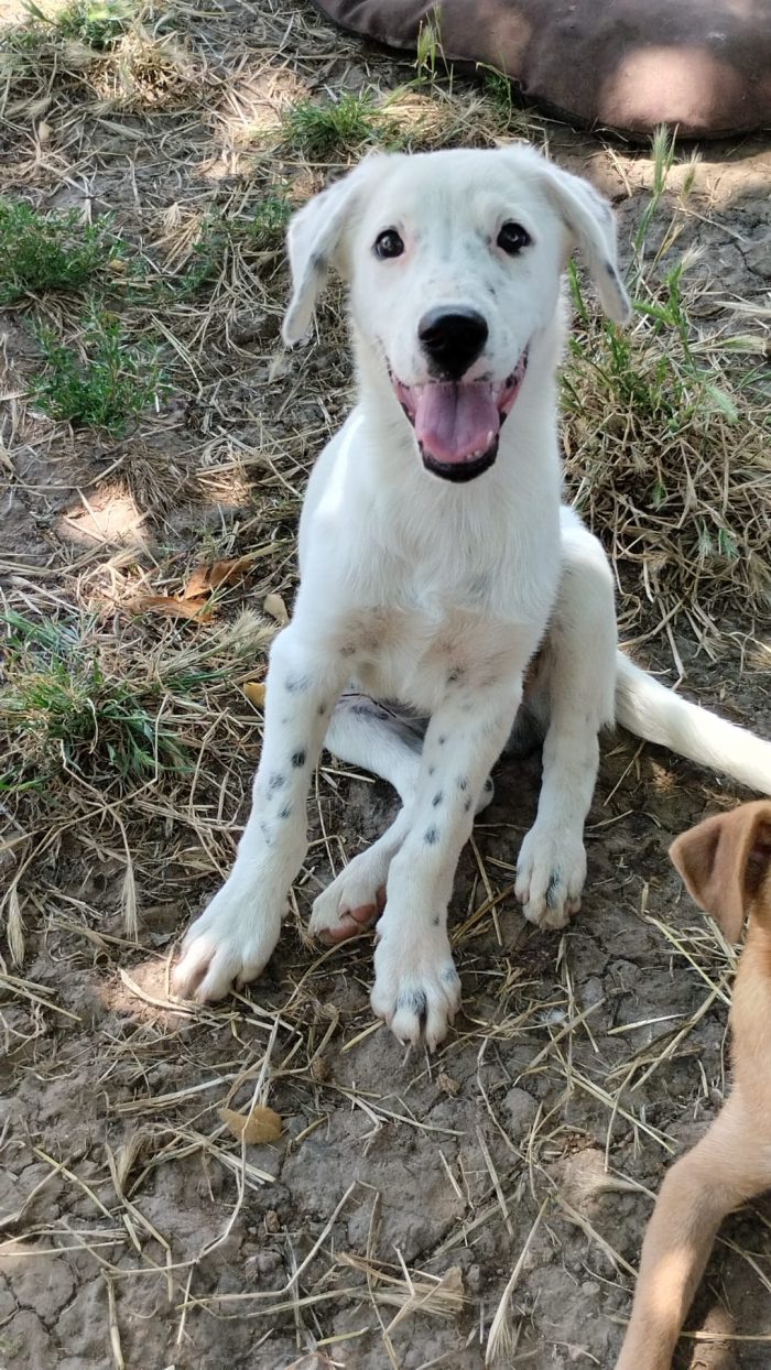 🐾 🩵YOSHI, SPLENDIDO DOLCE CUCCIOLOCERCA ADOZIONE 🏠