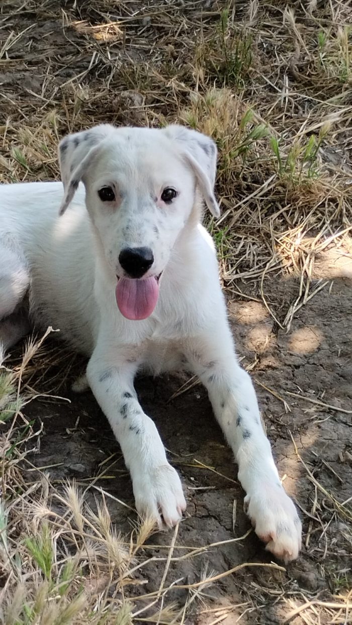 🐾 🩵YOSHI, SPLENDIDO DOLCE CUCCIOLOCERCA ADOZIONE 🏠