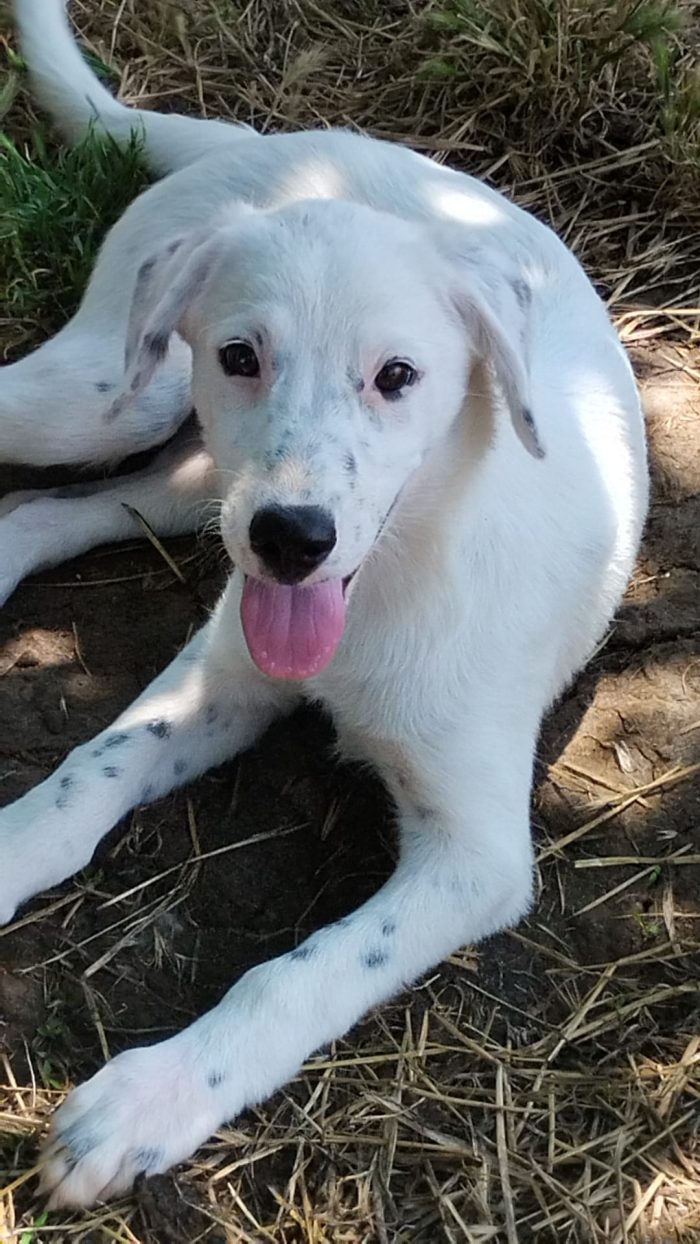 🐾 🩵YOSHI, SPLENDIDO DOLCE CUCCIOLOCERCA ADOZIONE 🏠