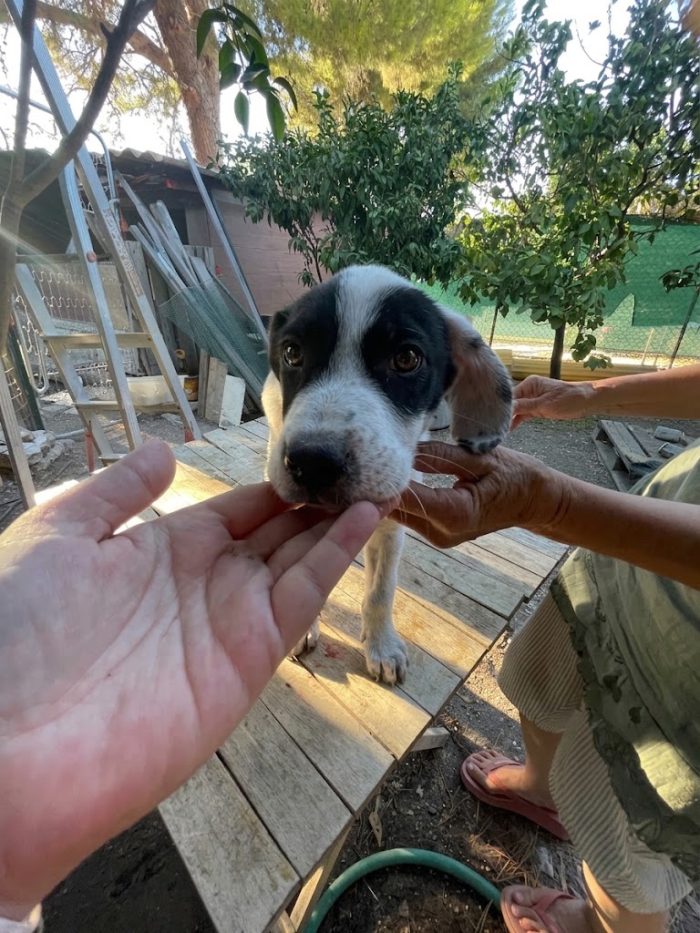 Cucciolo in cerca di casa