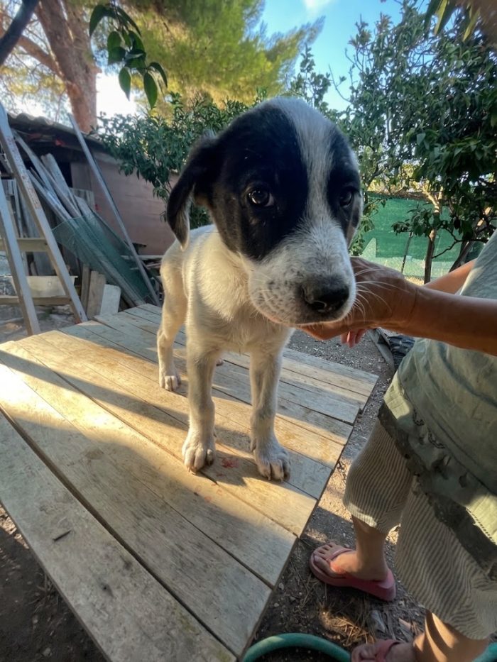 Cucciolo in cerca di casa - media 4