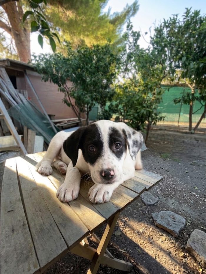 Cucciolo in cerca di casa