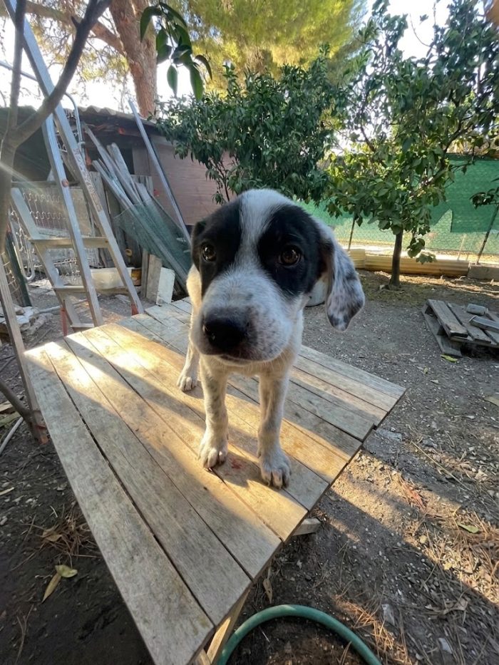 Cucciolo in cerca di casa