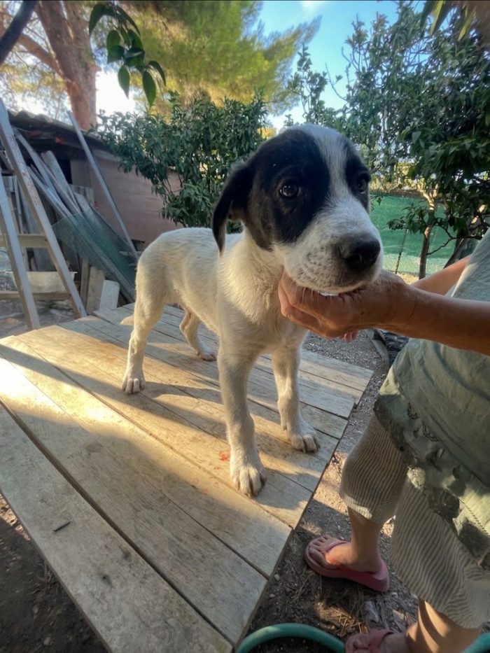Cucciolo in cerca di casa - media 5