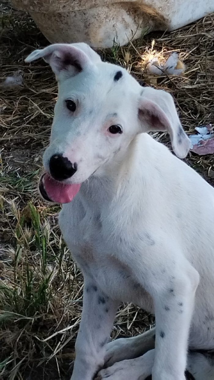 🐾 🩵TOSHY, SPLENDIDO DOLCE CUCCIOLO CERCA ADOZIONE 🏠