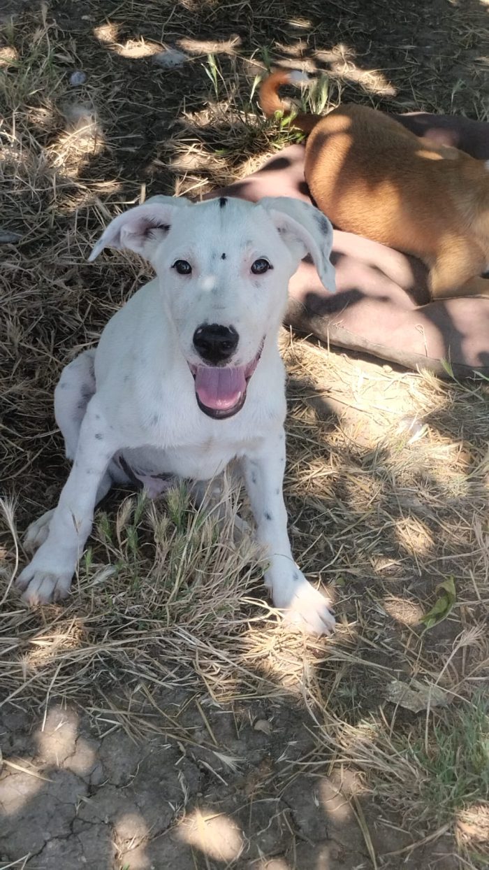 🐾 🩵TOSHY, SPLENDIDO DOLCE CUCCIOLO CERCA ADOZIONE 🏠