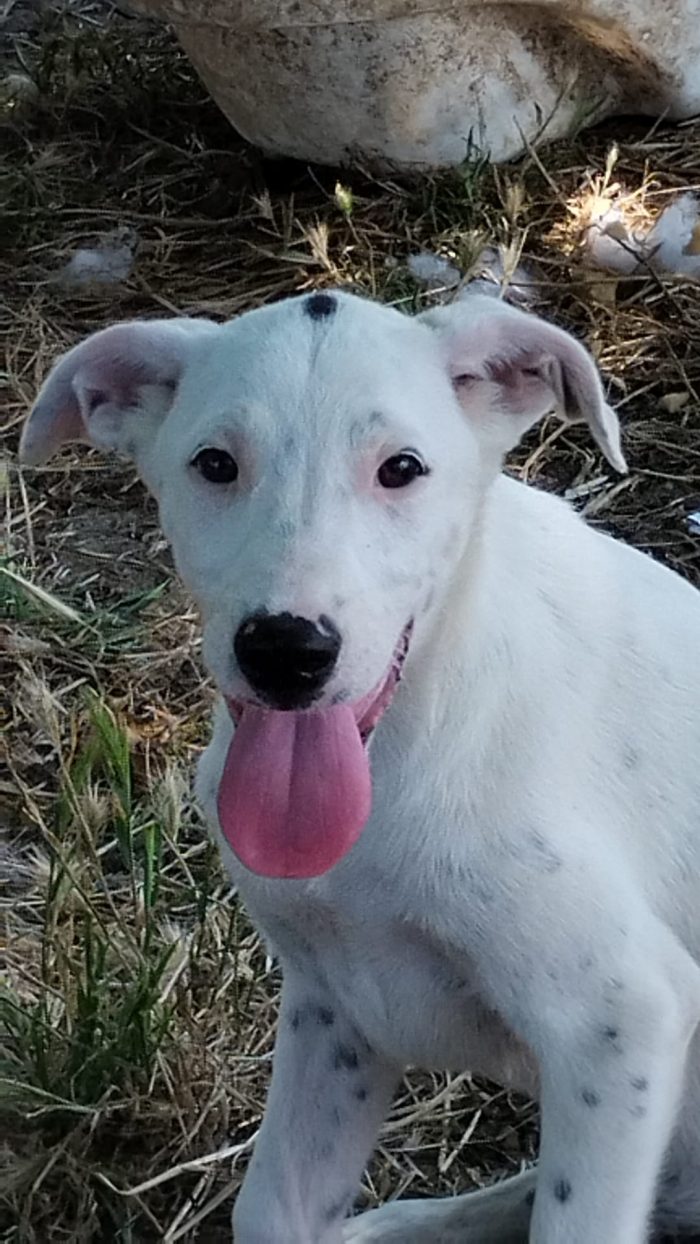 🐾 🩵TOSHY, SPLENDIDO DOLCE CUCCIOLO CERCA ADOZIONE 🏠