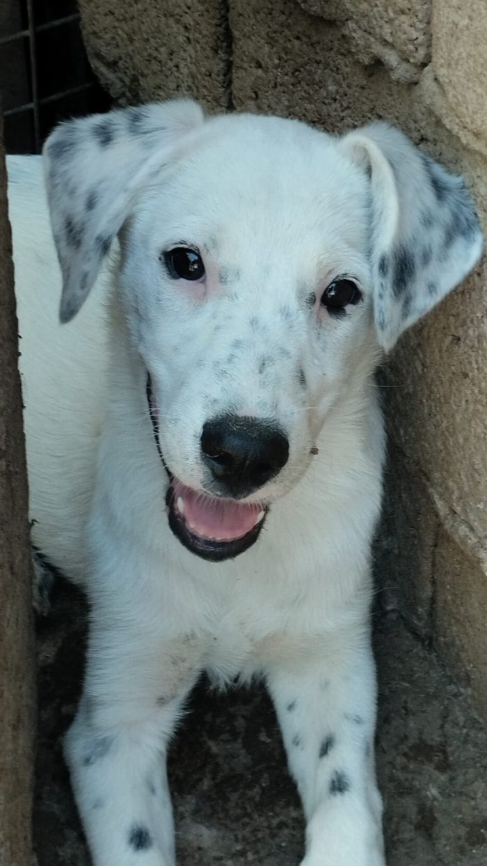 🐾 🩵YOSHI, SPLENDIDO DOLCE CUCCIOLOCERCA ADOZIONE 🏠 - media 4