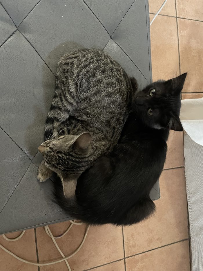 2 aMICI X la pelle