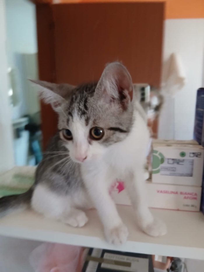 Mia 🩷gattina dolcissima