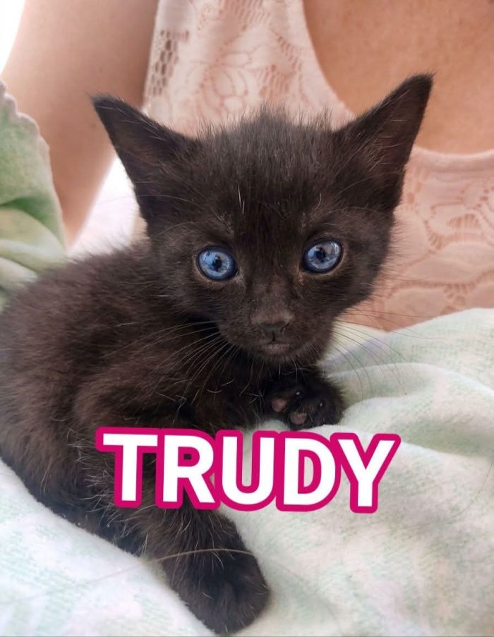 TRUDY IN CERCA DI FAMIGLIA