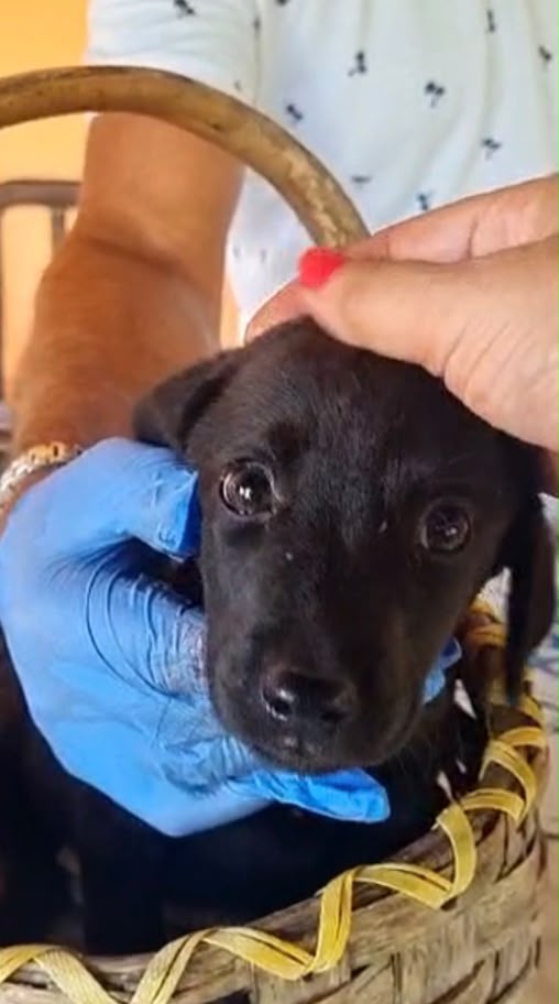 🐾 🌸NOIRE SPLENDIDA  CUCCIOLA MIX LABRADOR CERCA ADOZIONE 🏠 - media 4
