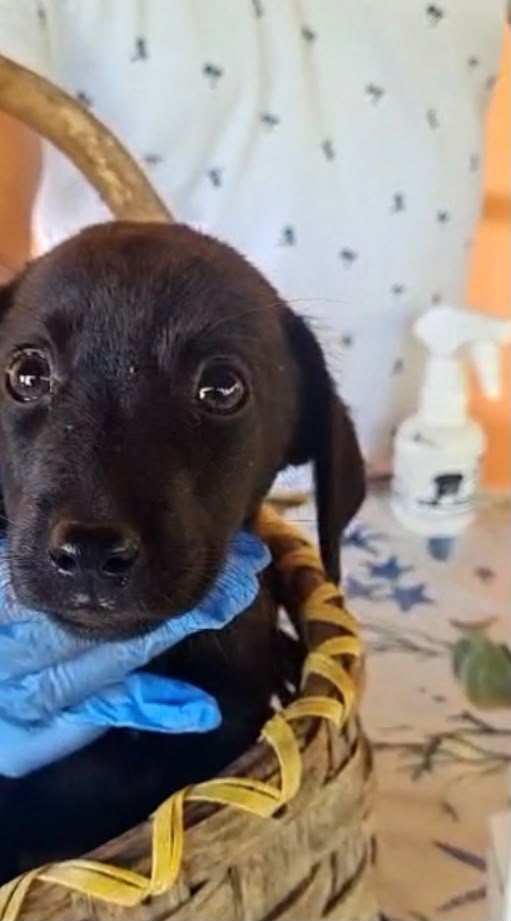🐾 🌸NOIRE SPLENDIDA  CUCCIOLA MIX LABRADOR CERCA ADOZIONE 🏠