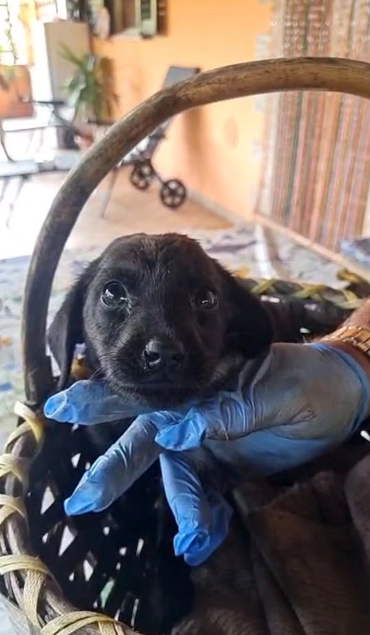 🐾 🌸NOIRE SPLENDIDA  CUCCIOLA MIX LABRADOR CERCA ADOZIONE 🏠