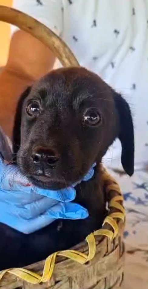 🐾 🌸NOIRE SPLENDIDA  CUCCIOLA MIX LABRADOR CERCA ADOZIONE 🏠