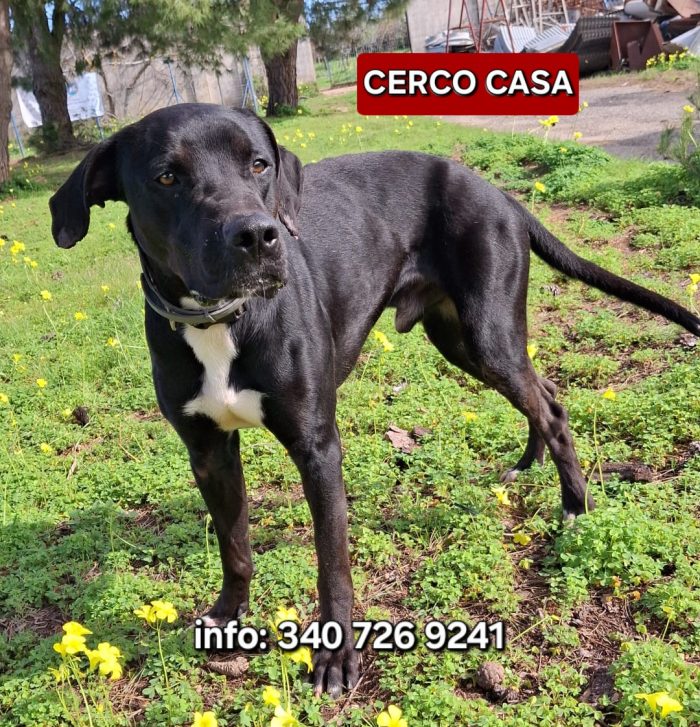 Benny un cuoricino dolce che ti aspetta