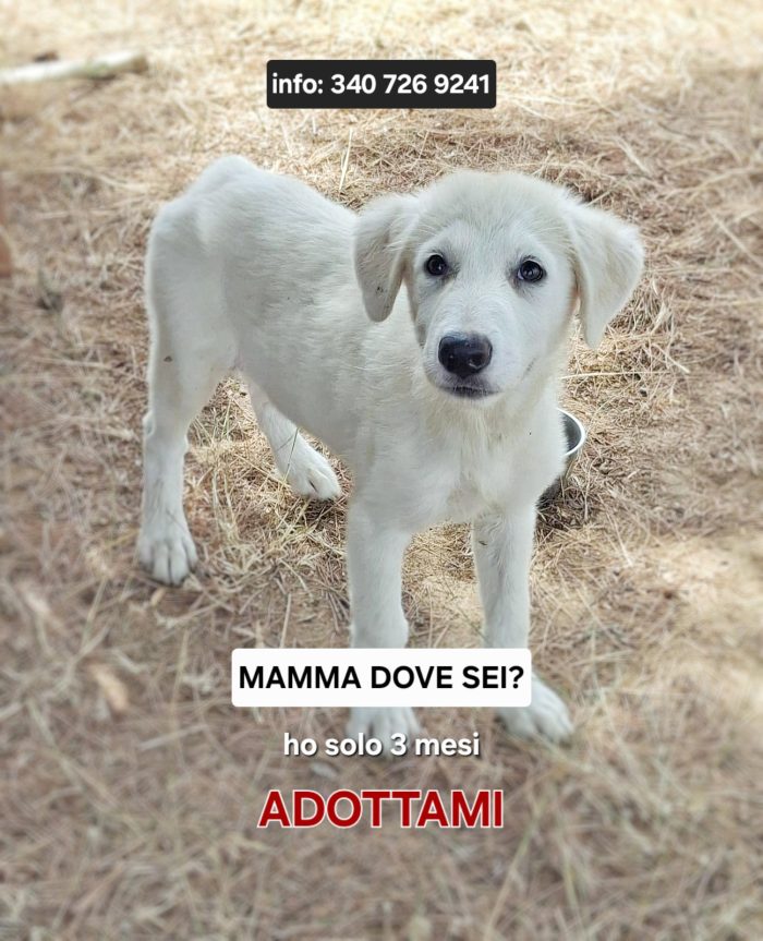 Provola cerca un amore per sempre...