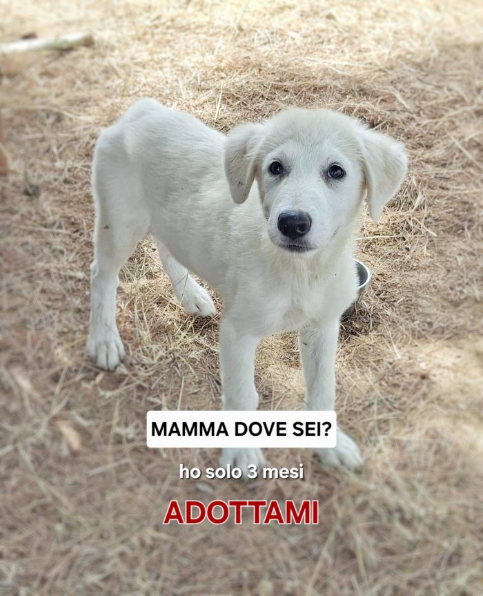 Provola cerca un amore per sempre... - media 6