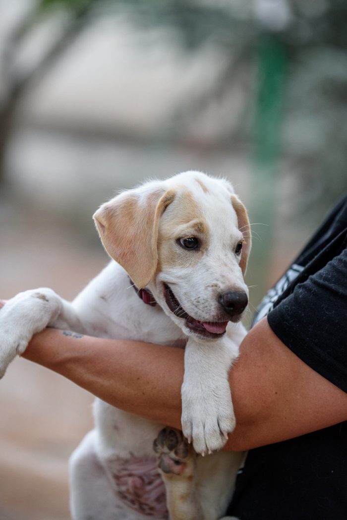Dustin tenero cucciolo 3 mesi