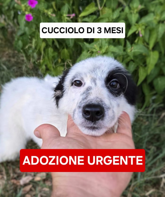 Romolo ha bisogno di te