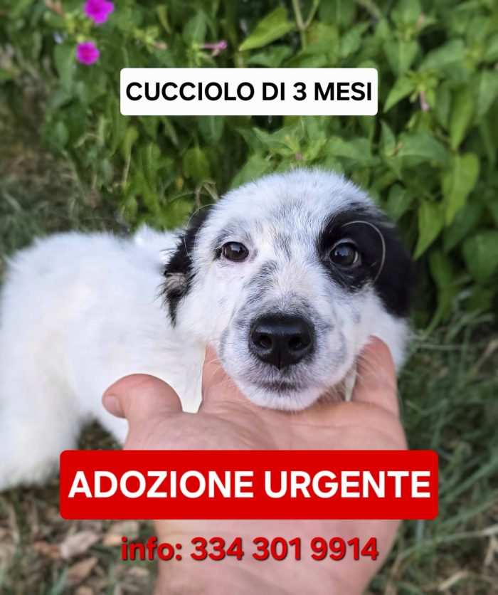 Romolo ha bisogno di te
