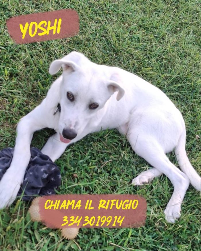 Yoshi riempirà la tua vita