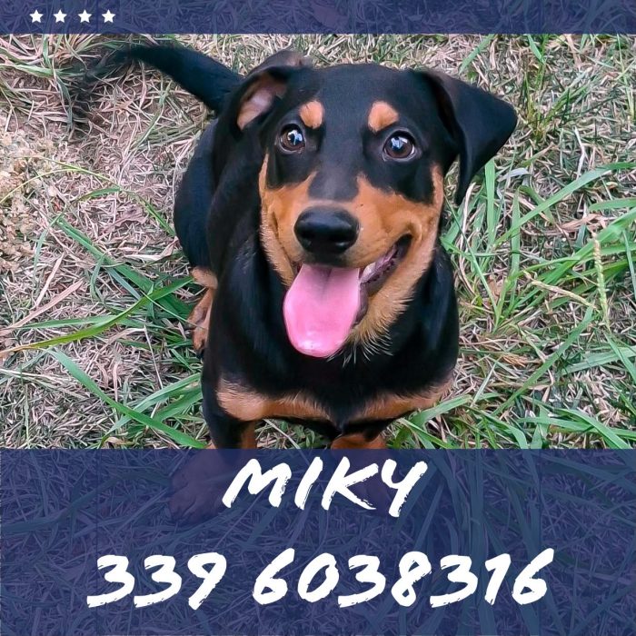 Miky ti aspetta...ti ruberà il cuore