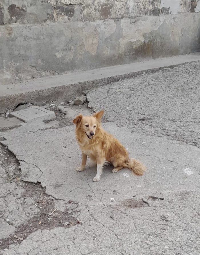 Cagnolino cerca famiglia