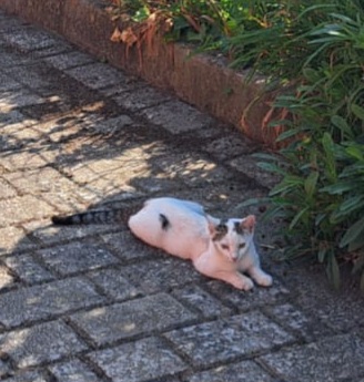 3mici sui 4mesi URGENTE VOGHERA PV