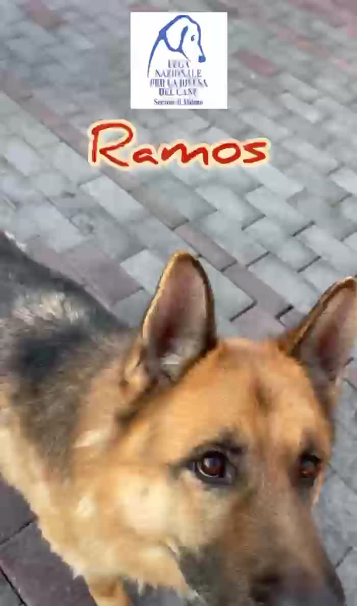 RAMOS PASTORE TEDESCO - media 6