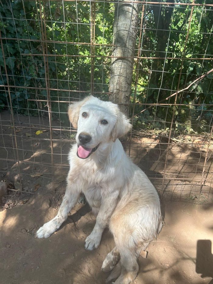Eden splendido cucciolotto simil Golden cerca casa