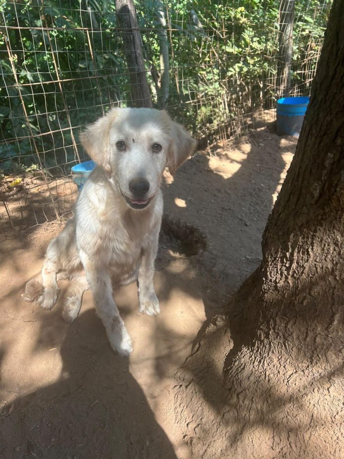 Eden splendido cucciolotto simil Golden cerca casa